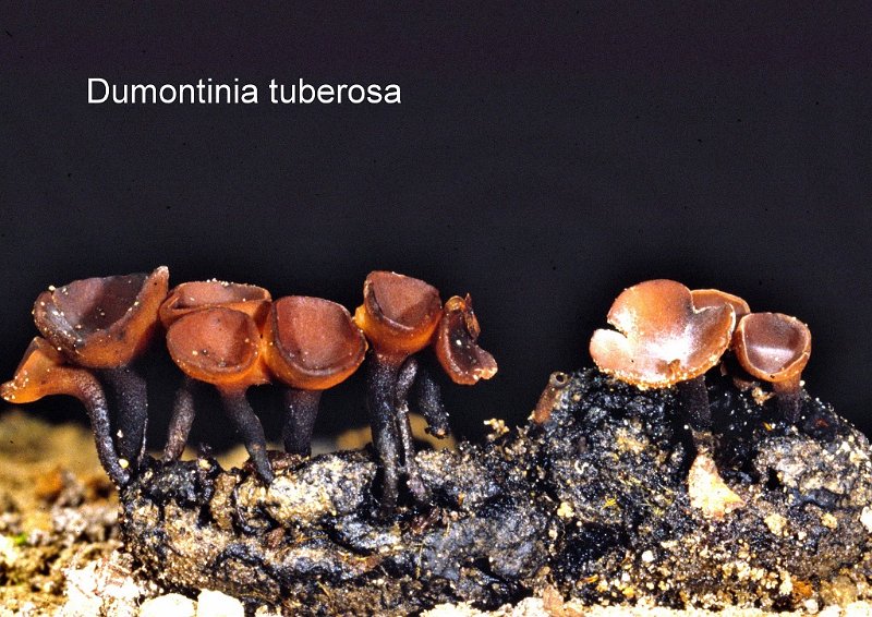 Dumontinia tuberosa-amf1982.jpg - Dumontinia tuberosa ; Syn1: Hymenoscyphus tuberosus ; Syn2: Rutstroemia tuberosa ; Nom français: Sclérotinie tubéreuse
